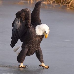 Meet your Posher, Eva